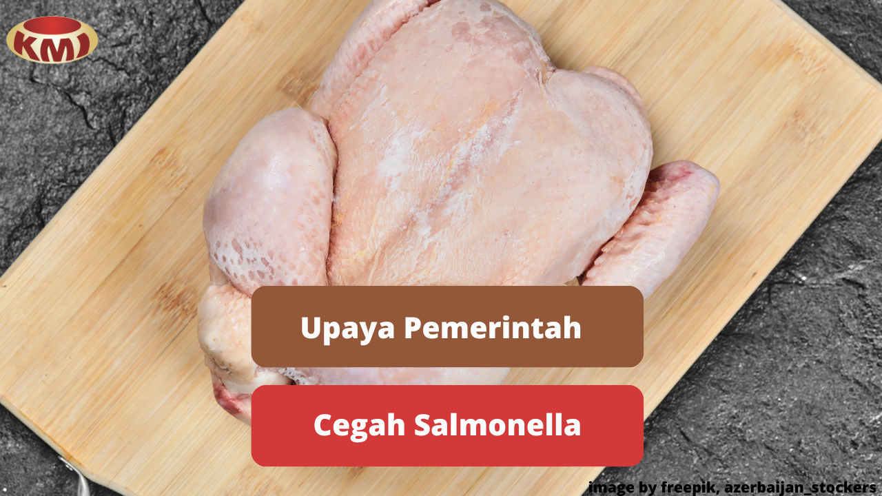 Upaya Yang Dapat Dilakukan Pemerintah Untuk Mengatasi Salmonella Daging Ayam